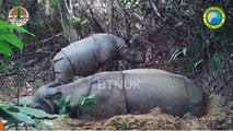 Un bébé rhinocéros de Java observé en Indonésie