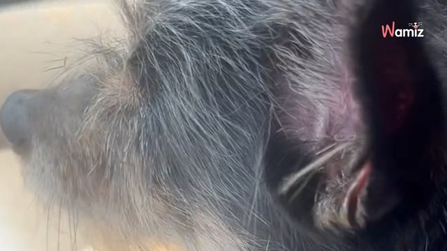 Chiot attaché à un poteau toute la nuit : la triste réalité explose aux yeux de tous