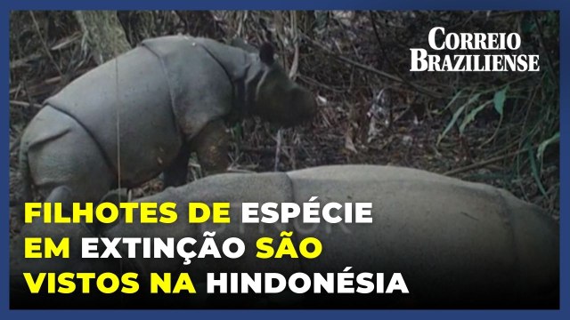 Parque Nacional de Ujung Kulon divulga o nascimento de novos filhotes de rinoceronte-de-Java