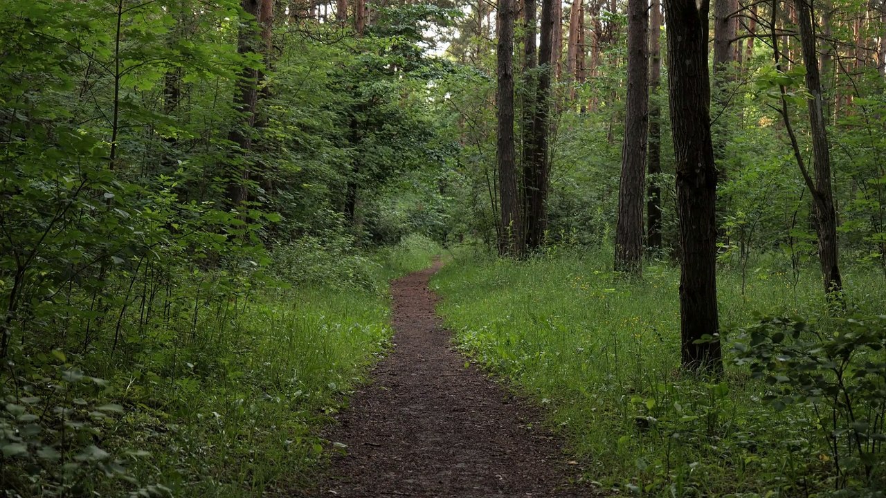 ASMR - Path in the Forest