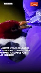 Download Video: Vuelos solidarios veterinarios