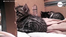 Conversación entre una mamá gata y sus crías: más de 3 millones de personas mueren de amor (Vídeo)