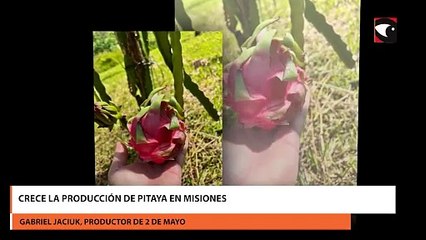 Crece la producción de Pitaya en Misiones