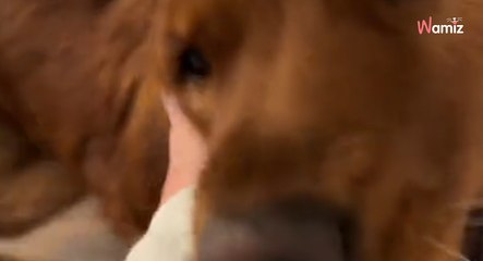 Dog has the most adorable way of letting deaf sibling know their owners are home