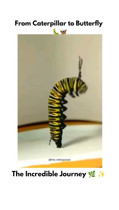 Caterpillar to Butterfly: The Incredible Journey! Ever wondered how a tiny caterpillar transforms into a beautiful butterfly? This process is called metamorphosis, and it's one of nature's most fascinating transformations! The caterpillar spends its early