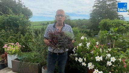 Roland Motte, jardinier : bruyère ou callune, quelle différence ?