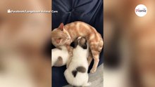 Esta gata da de mamar y lava a unos cachorritos de perro como si fueran suyos