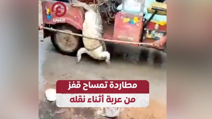 مطاردة تمساح قفز من عربة أثناء نقله