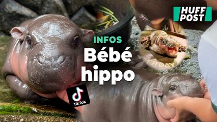 Descargar video: Ce bébé hippopotame nain est devenu une star en Thaïlande, au détriment de sa santé