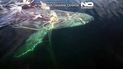 Rührende Rettung in Kanada: Buckelwal aus Fischnetzen befreit