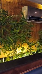 Ginsoy Extreme Chiness