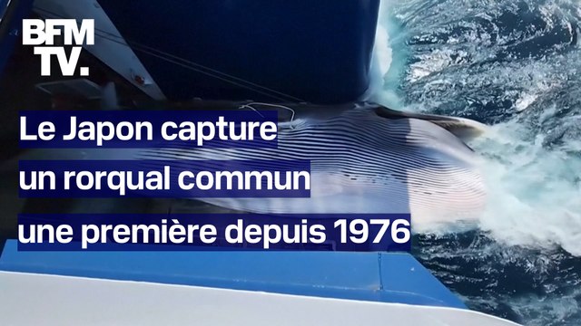 Le Japon capture un rorqual commun de 55 tonnes à des fins commerciales, une première depuis 1976