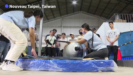 Taïwan: des bénévoles se forment pour sauver des cétacés échoués