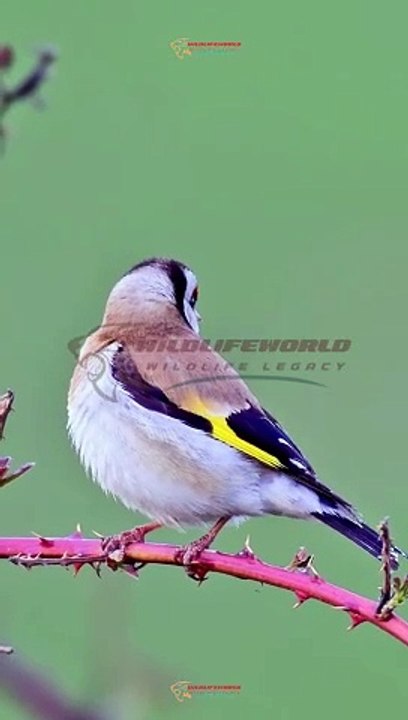 Wildlife Beautiful Moments #27