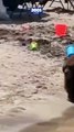 Un oso sorprendió a bañistas en playa en California #EEUU