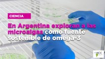 En Argentina exploran a las microalgas como fuente sostenible de omega-3