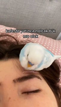 Kafeste yatmak istemediğini tatlı sert bir şekilde belirten muhabbet kuşu