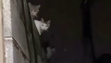 #54_Funniest_Cats_And_Dogs_videos__#funny_#animals_#cuteanimals(1080p60)