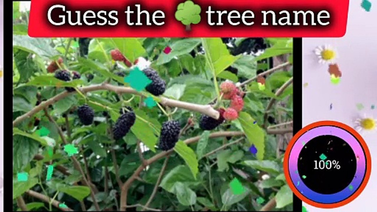 Guess the tree name