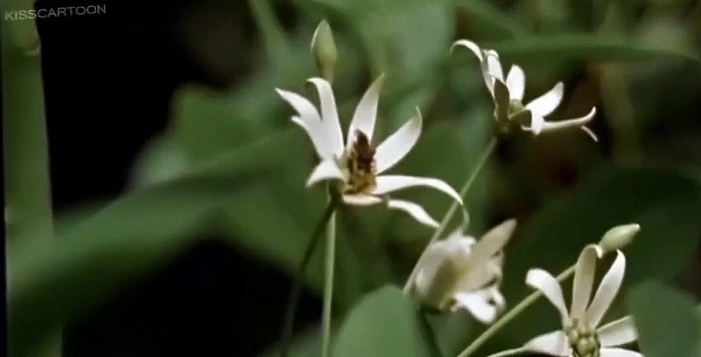 Walking with Dinosaurs E004 - Giant of the Skies