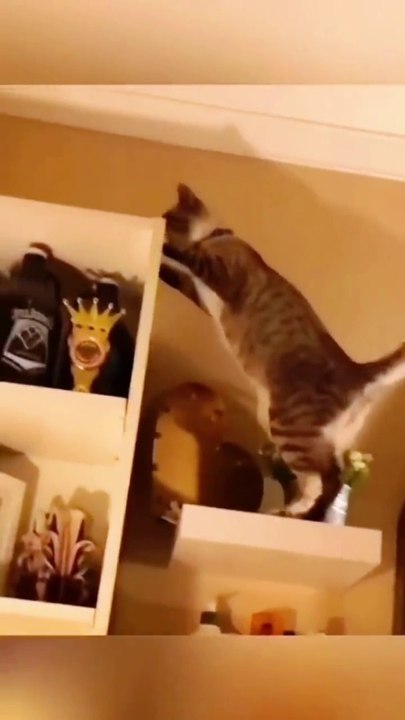 Watch these hilarious cat fails that will make any cat lover laugh out loud!