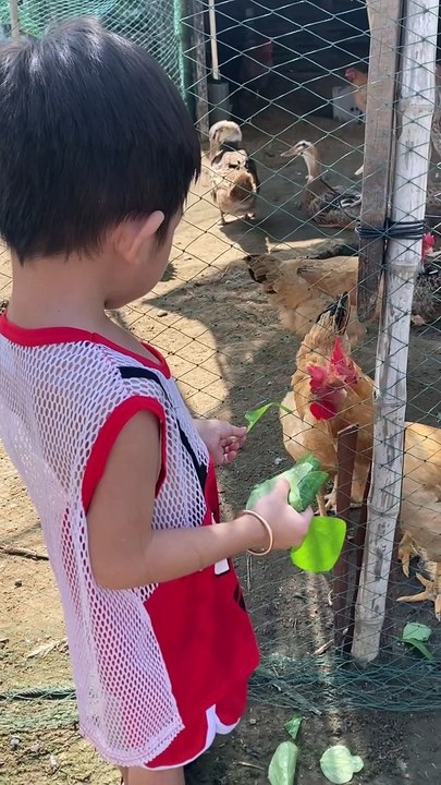 Bé Khôi cho gà ăn rau nghe nói mà hết hồn ... người tiếp theo ... rau rửa sạch mới cho ăn nè
