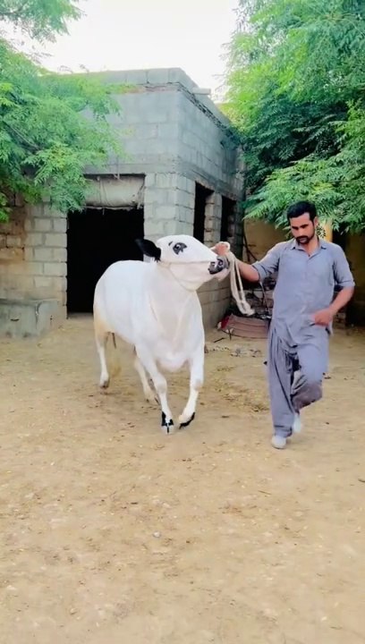 Kheera beauty #reels #animals #petlovers #foryou #viral