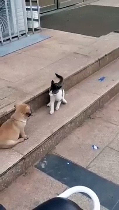 Funny video funny cat 