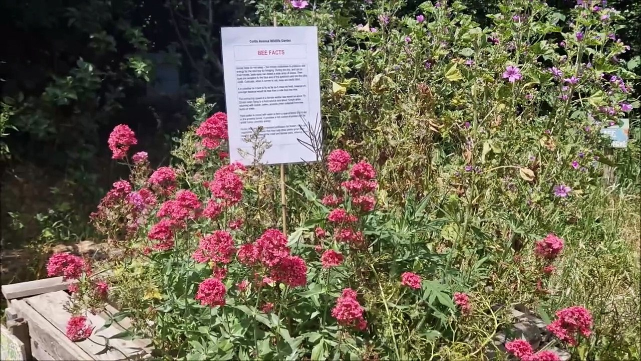 See inside Cortis Avenue Wildlife Garden in Worthing