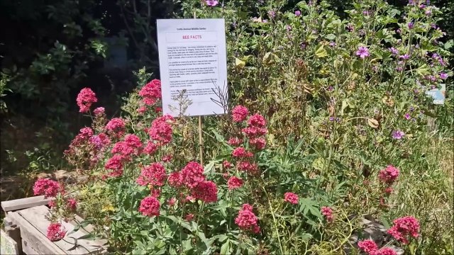 See inside Cortis Avenue Wildlife Garden in Worthing