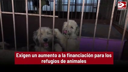 Exigen un aumento a la financiación para los refugios de animales