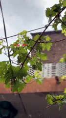 Rain poetry best poetry video||love moods||rain mood||best shairi||Beautiul feelings of love||trnding love poetry short videoes