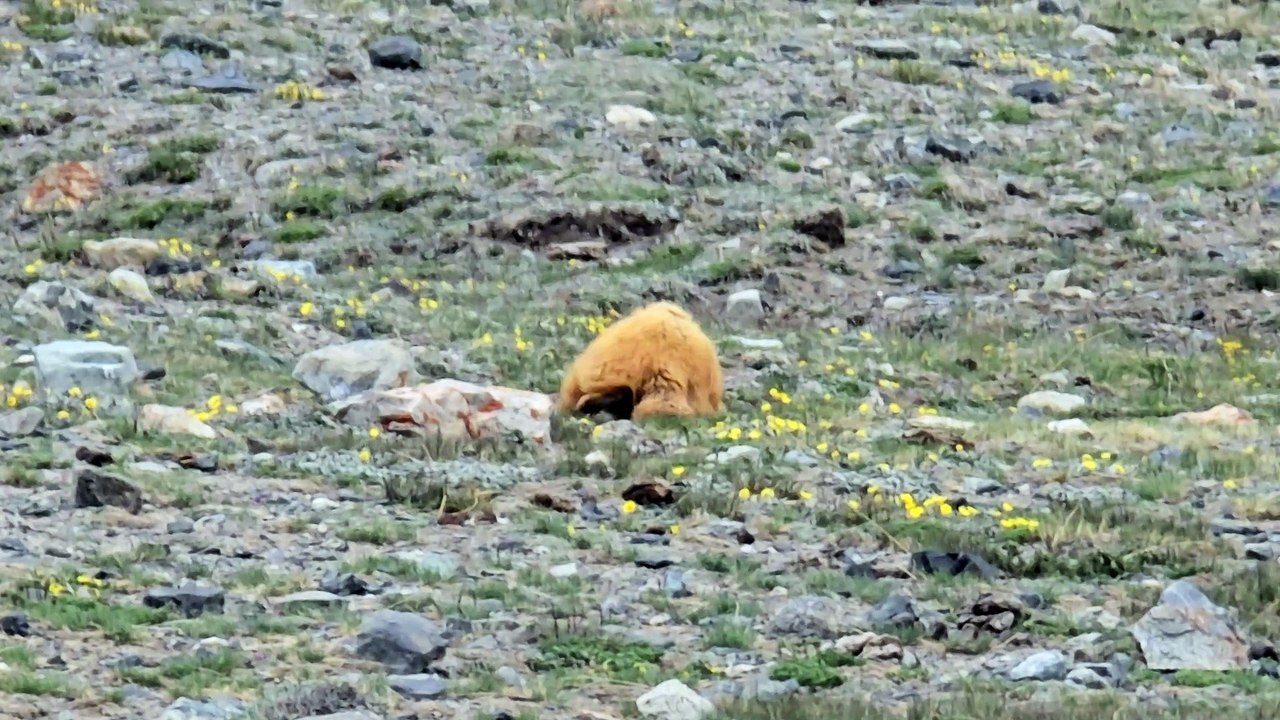 OMG is this a beaver?