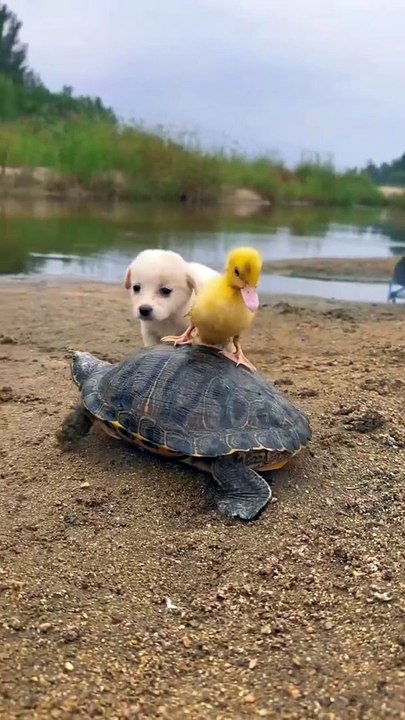 Dog and duck Dil ka rishta 