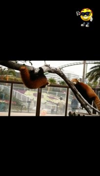 RED PANDA - Don't watch without smiling! - #funny #funnyfails #funnyvideo #humor #humour