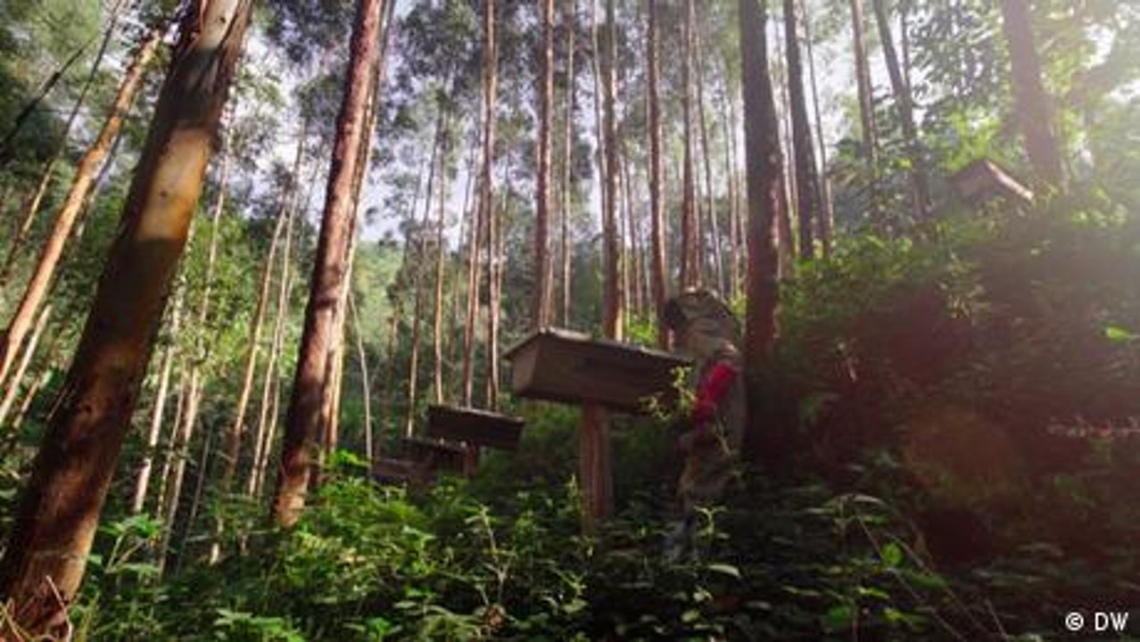 Uganda: How bees and trees can help prevent landslides