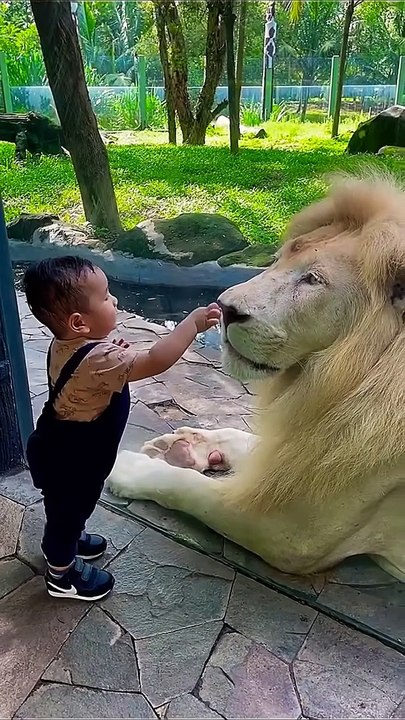 lion vs kid #shorts