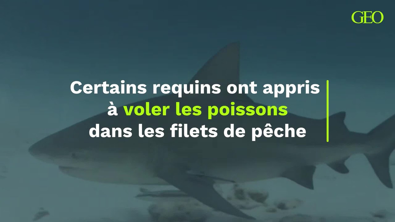 Certains requins ont appris à voler les poissons dans les filets de pêche