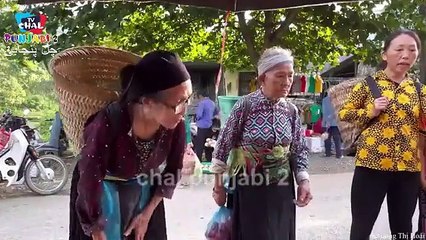 Harvesting guava fruit gardens to the market to sell - Making garden