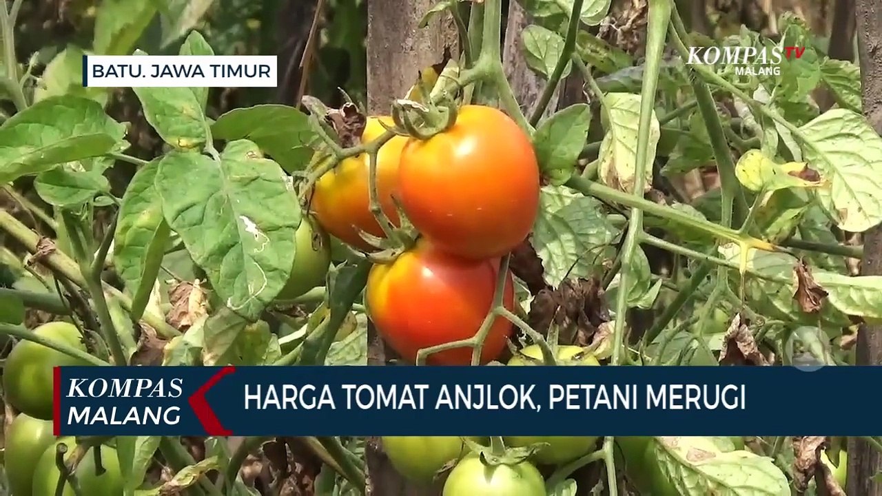 Harga Tomat Anjlok, Petani Mengeluh