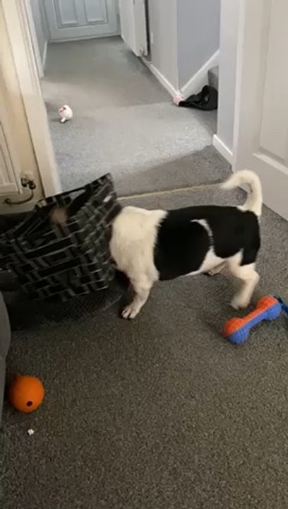 Dog gets his head stuck in toy basket