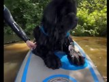Surfing dog REFUSES to leave water