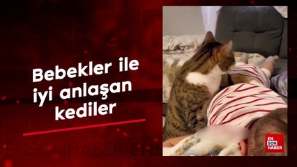 Bebekler ile iyi anlaşan kediler