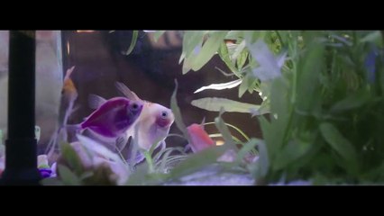 Dilemma (2024) Official Trailer – A Thrilling New Movie Experience 🎬