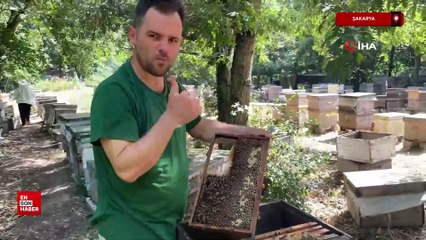 Sakarya'da kovandan çıkan yemyeşil bal hayrete düşürdü
