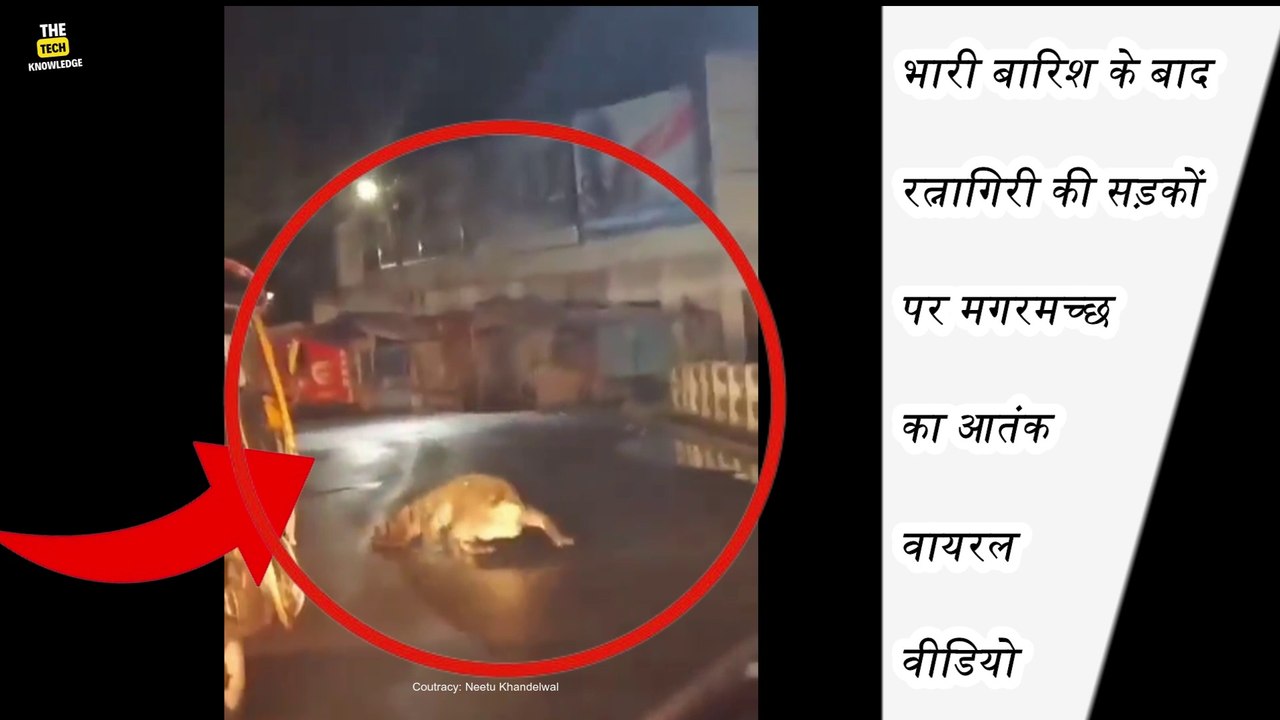 भारी बारिश के बाद रत्नागिरी की सड़कों पर मगरमच्छ का आतंक | Crocodile Viral Video