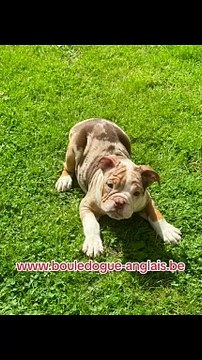 Chiots bouledogue anglais
