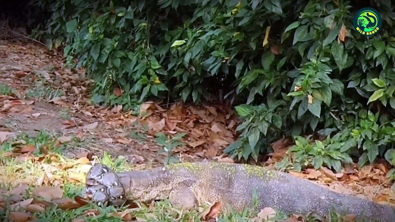 19 Most Brutal Fighting Moments Between Savage Predators