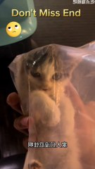 Entertainment dog cat video