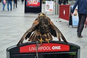Huge bird of prey brought in to scare of 'XL Gullies' in Liverpool city centre